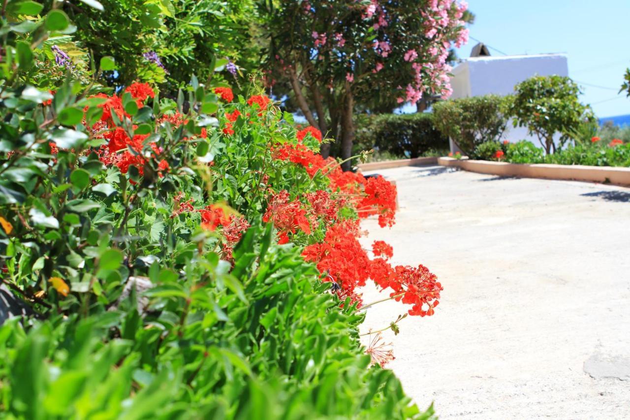 Traditional Olive House Μακρύγιαλος Εξωτερικό φωτογραφία